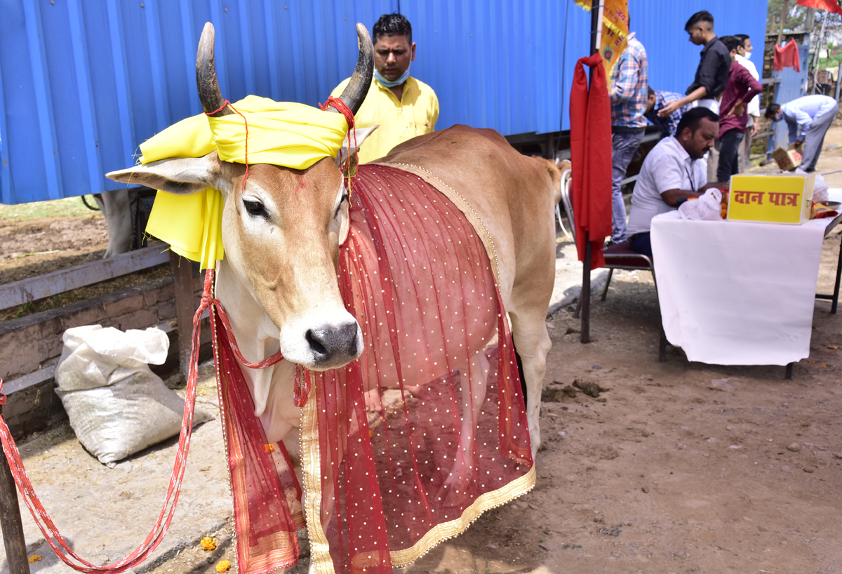 Donation for cow